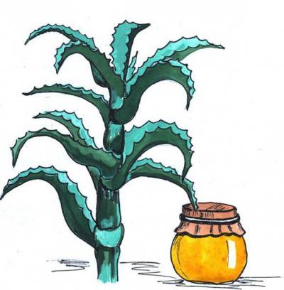 Aloe s medom