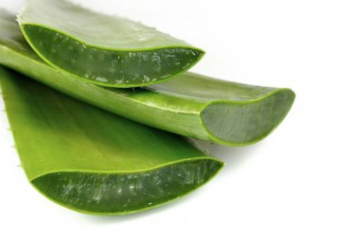 Lechim anginu aloe