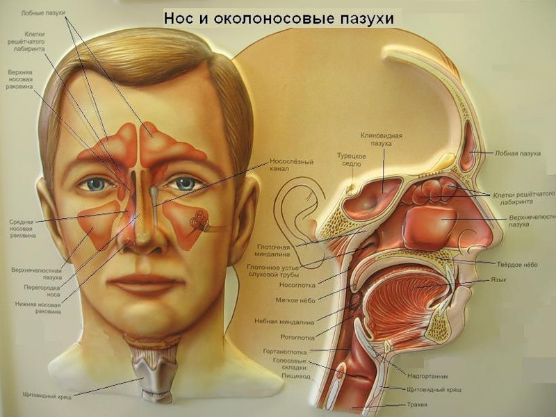Нос и околоносовые пазухи Нос и околоносовые пазухи
