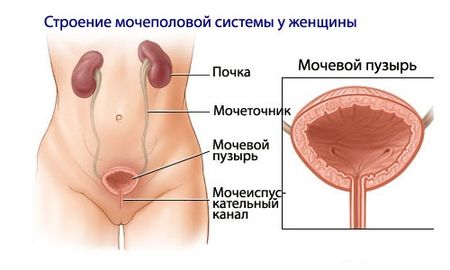 мочеполовая система женщины