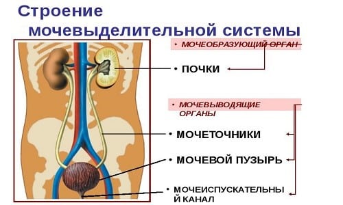 Цистит часто развивается у ребенка при наличии у него предрасположенности к заболеваниям мочевого пузыря