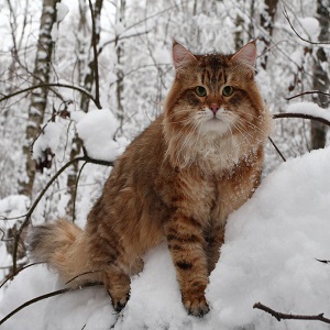 Сибирский кот
