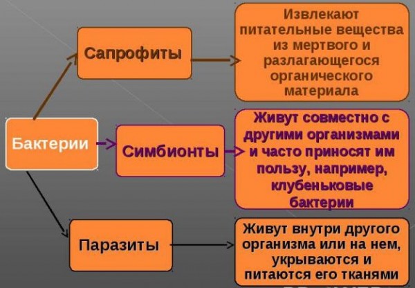 Бактерии, паразитирующие в человеческом организме и их классификация. Болезни, вызванные бактериями, и их предупреждение
